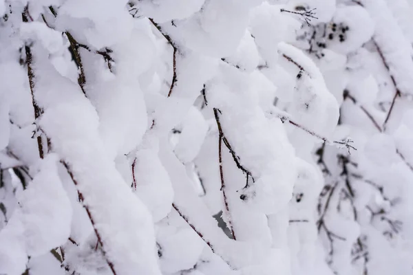 Ramas Arbustos Una Gran Cantidad Nieve Blanca Durante Las Nevadas —  Fotos de Stock