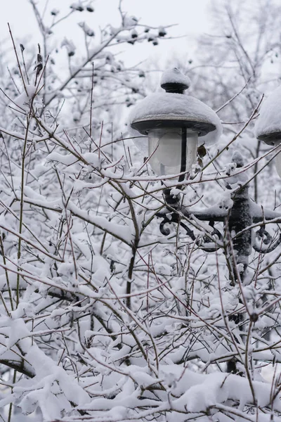 Gatlykta Bland Grenarna Träd Allt Täckt Med Snö Fotograferad Ett — Stockfoto