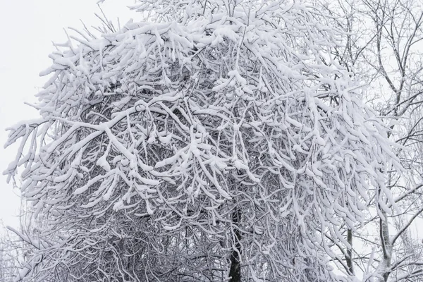 Árbol Enorme Con Muchas Ramas Pequeñas Nieve —  Fotos de Stock