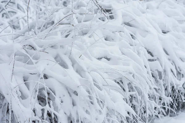Los Arbustos Están Cubiertos Con Una Gran Cantidad Nieve Blanca —  Fotos de Stock