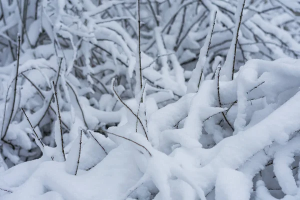 Foto Ramas Arbusto Cubiertas Nieve Blanca —  Fotos de Stock