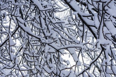 Karda bir ağacın dalları Bulutlu bir gökyüzünün arka planında