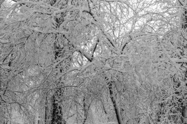 Ocak ayı ortasında kardaki ağaçların siyah beyaz fotoğrafları