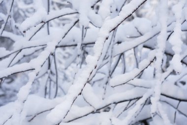 Karda çok sayıda ağaç dalları
