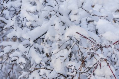 Taze beyaz karla kaplı ağaç dalları