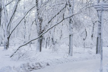  Şehir parkında karlı ağaçlar ve patikalar