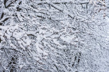 Beyaz karla kaplı birçok ağaç dalı