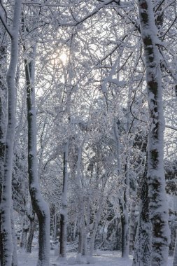 Ağaçların dikey fotoğrafı. Karla kaplı dallarında güneş ışığı parlıyor.