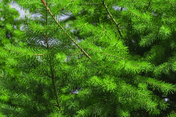 Photo Branches Coniferous Trees Green Needles Part Branches Slight Defocusing — Stock Photo, Image