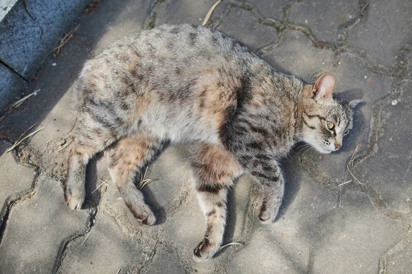 Caballa gris dormida gato tabby con patrón de rayas sentado en el centro en baldosas de pavimento cuadradas al aire libre. — Foto de Stock