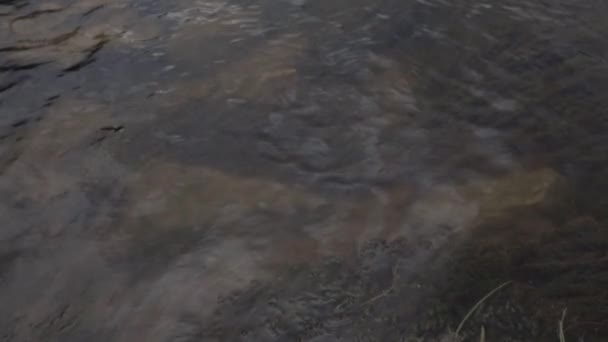 川の表面の下に長い川藻類。水雑草. — ストック動画
