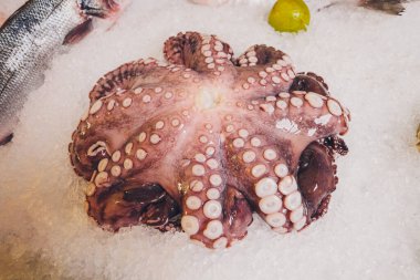 Buz yatağında çeşitli balık ve deniz ürünleri..