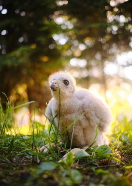 Yuvadaki Kuzeyli Şahin Şahin Yavrusu Accipiter Gentilis.