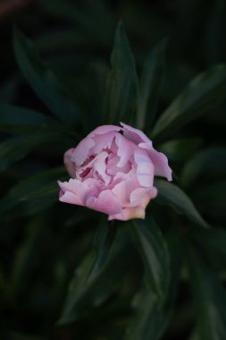 Dağ 'daki kır çiçekleri. Fırıncı. Yaban çiçeklerinden oluşan renkli bir halı dağ yamacını süslüyor. Baker, Washington, Heliotrope Ridge yürüyüş yolu boyunca. Lupine, Hint Boya Fırçası ve Sarı Asterlar.