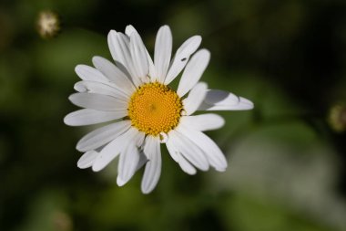 Dağ 'daki kır çiçekleri. Fırıncı. Yaban çiçeklerinden oluşan renkli bir halı dağ yamacını süslüyor. Baker, Washington, Heliotrope Ridge yürüyüş yolu boyunca. Lupine, Hint Boya Fırçası ve Sarı Asterlar.