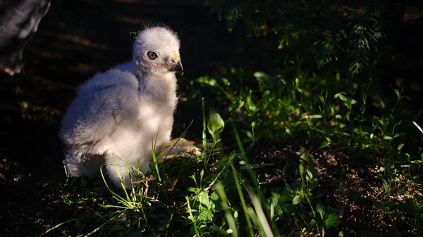 Noordelijke havik kuiken in nest - Accipiter gentilis. — Stockfoto