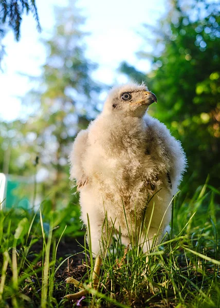 Északi sólyom goshawk fióka fészekben - Accipiter gentilis. — Stock Fotó