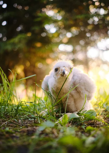 Κοτόπουλο γκόσακ στη φωλιά του βόρειου γερακιού - Accipiter gentilis. — Φωτογραφία Αρχείου
