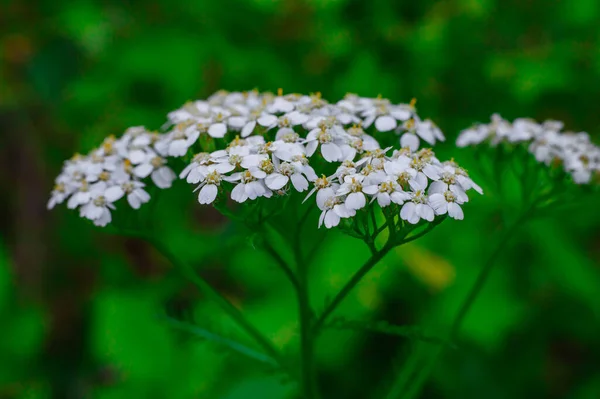 Wildflowers на сайті Mt. Бейкер. Колір польових квітів прикрашає схил гори Mt. Бейкер, Вашингтон, пройшовши по стежці Геліотроп-Ридж. Люпін, індійський пензлик і жовті астерси. — стокове фото