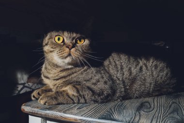 İngiliz kedisi dolabın altında oturuyor..