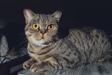 İngiliz kedisi dolabın altında oturuyor..