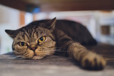 Evcil kedi yavrusu sandalyede uzanıyor ve yakından çekilmiş komik bir fotoğrafı var..