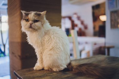 Evcil kedi yavrusu sandalyede uzanıyor ve yakından çekilmiş komik bir fotoğrafı var..