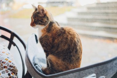 Kedi evde cam döşenmiş yatağın içinde yatıyor..