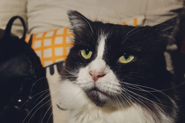 Niedliche Katze entspannt und träumt auf einem Bett. — Stockfoto