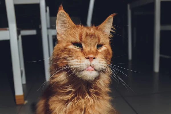 Red gestromte Maine Coon Kätzchen. Orangefarbene kleine Katze liegt auf Katzenhaus. — Stockfoto