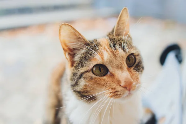Портрет маленького трехцветного котенка. — стоковое фото