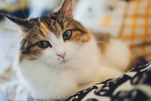 Kis trikolor cica portréja macskáról. — Stock Fotó