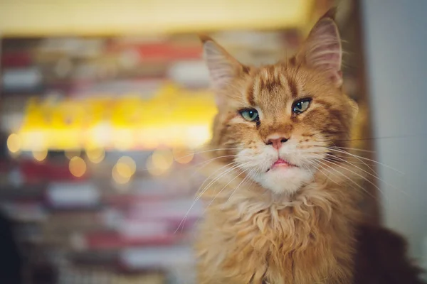 Red gestromte Maine Coon Kätzchen. Orangefarbene kleine Katze liegt auf Katzenhaus. — Stockfoto