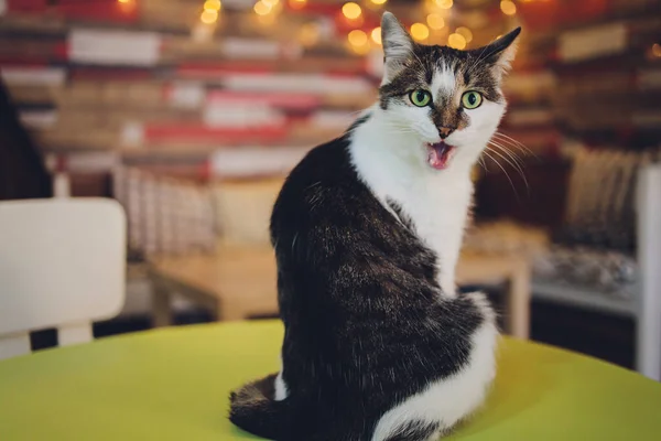 Gato muy divertido riendo del primer plano. — Foto de Stock