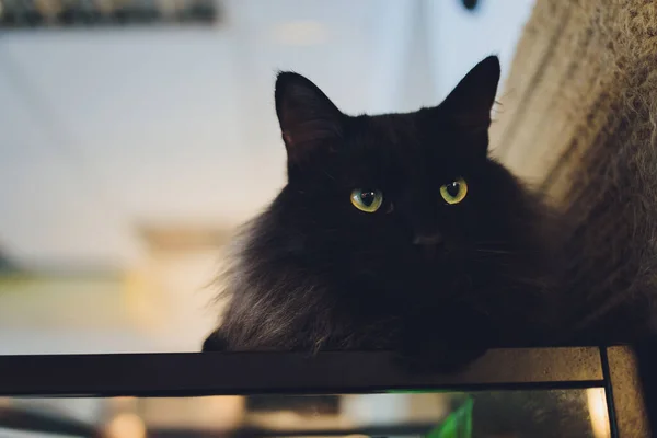 Niedliche weiße Katze sitzt auf Armlehne der Bank im Park und schaut neugierig. — Stockfoto