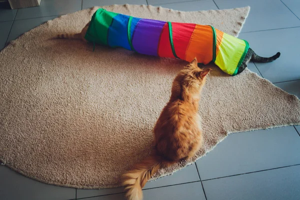 Kot Calico oprawiony w ramkę i alarm w kocim tunelu zabawki. — Zdjęcie stockowe