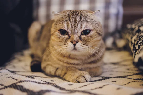 Casa animal de estimação gatinho bonito deitado na cadeira com engraçado olhando de perto foto. — Fotografia de Stock