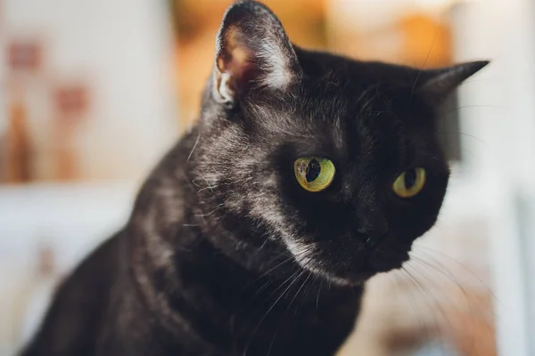 Žluté a zelené oči černé kočky tvář zblízka . — Stock fotografie