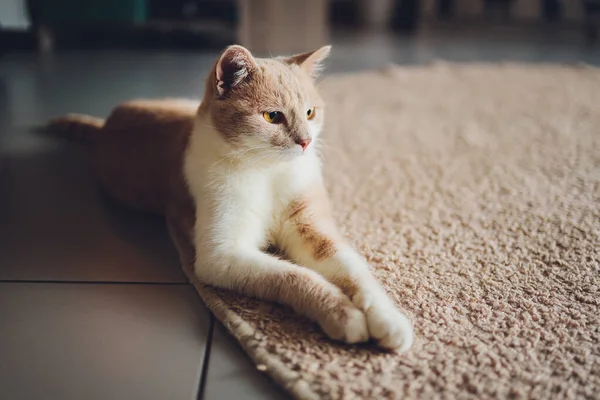 집의 카펫 위 바닥에 앉아 쉬고 있는 귀여운 집고양이. — 스톡 사진