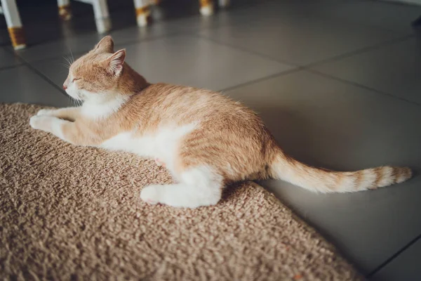 Cute domestic cat resting on the floor on the carpet at home. — Stock Photo, Image