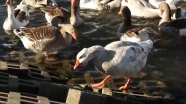 Gölün ortasında yüzen renkli kazlar. Turuncu gagalı sarı, beyaz ve siyah kazlar. Gölde yüzen kaz sürüsü. Koyu su arkaplanı.
