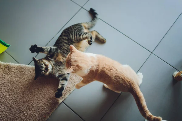 Kampf der Katzen im Wohnzimmer. — Stockfoto