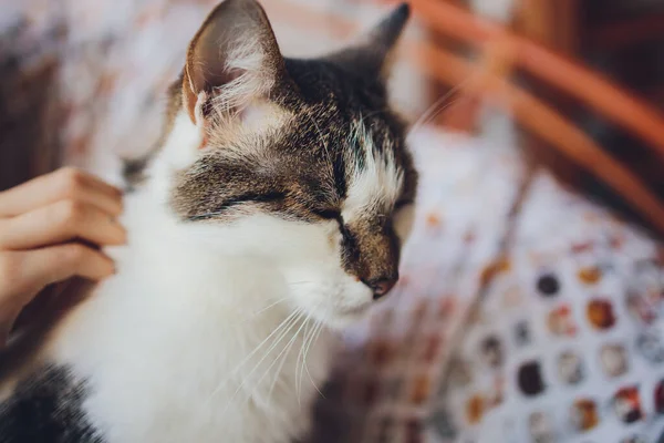 Mannen kliar kattens ansikte. Sällskapsdjur, smekningar, smekningar hemma. — Stockfoto