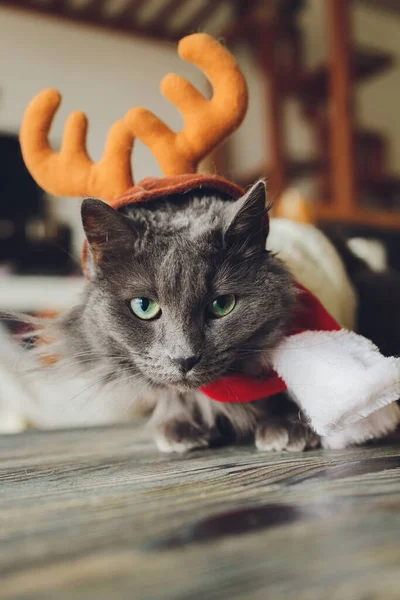 Portret van een tabby kat in Santa Claus kostuum, liegen. — Stockfoto