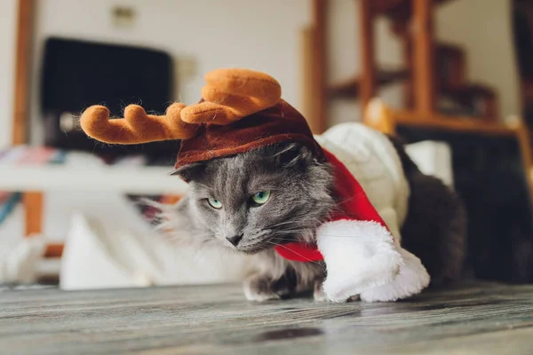 Portret van een tabby kat in Santa Claus kostuum, liegen. — Stockfoto