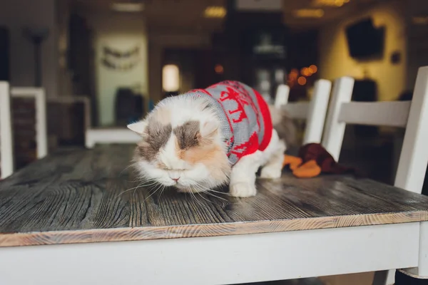 Portrait d'un chat tabby en costume de Père Noël, couché. — Photo