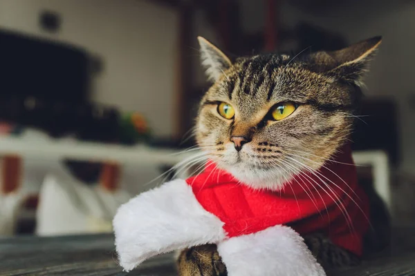 Portret van een tabby kat in Santa Claus kostuum, liegen. — Stockfoto