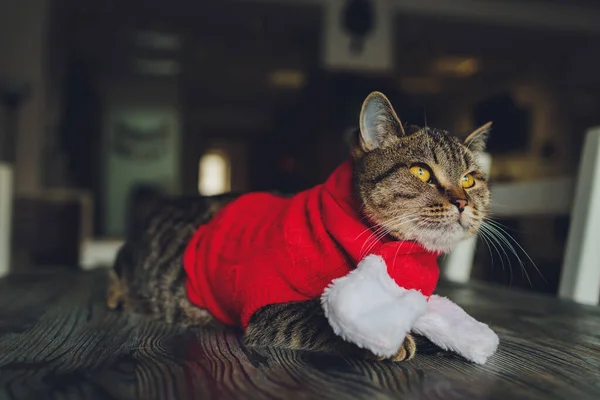 Porträt einer gestromten Katze im Weihnachtsmannkostüm, liegend. — Stockfoto