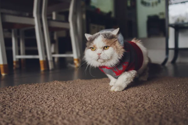 Portrét kocoura v kostýmu Santa Clause, ležící. — Stock fotografie