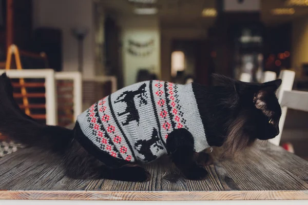 一个穿着圣诞老人服装、躺着的胖胖的猫的画像. — 图库照片